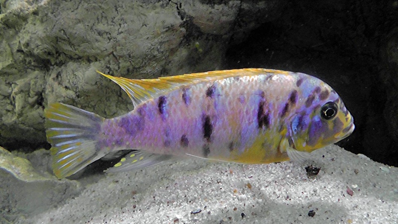 Maylandia fainzilberi 'Lundo Island'